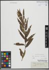 Foto von Salix triandra L. x Salix viminalis L.
